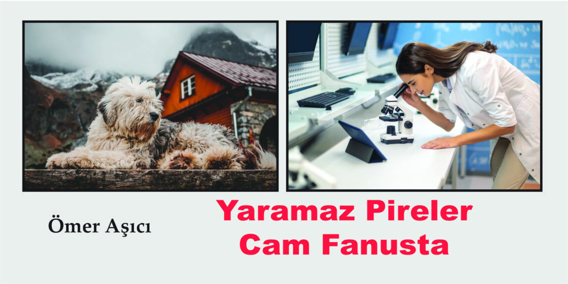 Yaramaz Pireler Cam Fanusta