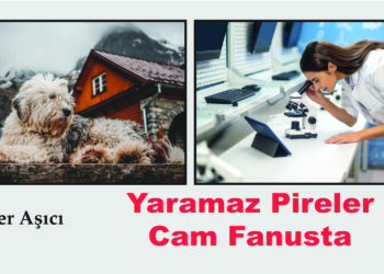 Yaramaz Pireler Cam Fanusta